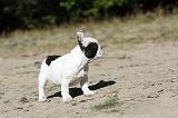 BOULEDOGUE FRANCAIS 303